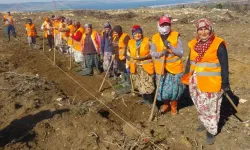 Çanakkale ve Keşan'da yetiştirilen 6 milyon fidan toprakla buluşuyor 5 MİLYON FİDAN