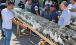 Azman güvercinler güzellikleriyle yarıştı