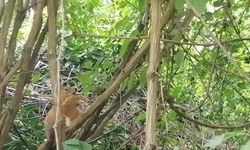 "Sincap kardeş ekmeğimi niye çaldın?" (Video)