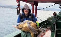 Gelibolu’da ağlara takılan caretta caretta özgürlüğüne kavuştu