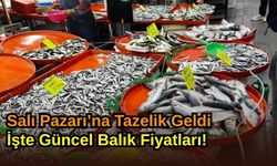 Salı Pazarı’na Tazelik Geldi: İşte Güncel Balık Fiyatları!