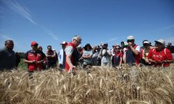 Çanakkale’de 22 yerli ve Milli buğday ve arpa çeşidinin hasadı gerçekleştirildi