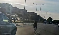 Başıboş at ana yolda trafiği tehlikeye attı