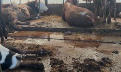 Organik gübre fiyatları geçen yıl ile aynı
