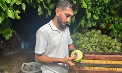 Ailecek enginar soyucular: Soyması 10 saniye sürüyor