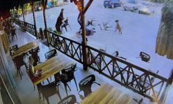 Tekmelere aldırmayan köpek kadının kolunu kopardı