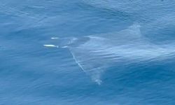 Gökçeada'da manta vatozu görüntülendi
