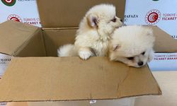 Ticaret Bakanlığı Gümrükler Muhafaza ekiplerinden yavru köpeklere yönelik kaçakçılık girişimine geçit yok