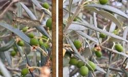 Ayvacık ve Ezine’de zeytin üreticilerine “zeytin güvesi” uyarısı