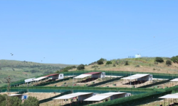 Çanakkale’de Sahipsiz Hayvanlar için birlik kuruldu