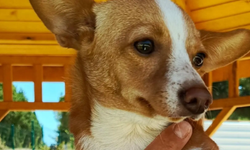 Çanakkale Belediyesi’nden Sahiplendirme Çağrısı: Minik Chihuahua Yuva Bekliyor