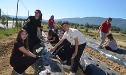 Yenice Reyan Bodur Anadolu Lisesi’nde Gelecek Toprakla Yeşeriyor: Çilekler Toprakla Buluştu!