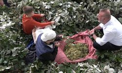 Kilosu ormanda 3 bin lirayı buluyor