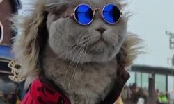Veterinerlerin "yaşamaz" dediği kedi, denizde yüzdü, Uludağ'da kayak keyfi yaptı