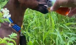 Bardaktan çay içen keçi yürekleri ısıttı