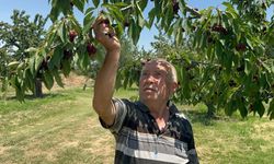 Geçen yıl don vuran bahçelerde üzüm salkımı gibi kiraz yetişti