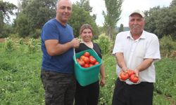 Kiralık topraklarda en iyi domatesi yetiştiriyorlar