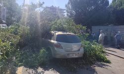 Seyir halindeki otomobilin üzerine ağaç devrildi