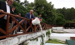 Ayazma Deresi'ne 50 bin alabalık yavrusu bırakıldı