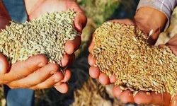 Sertifikalı Tohum Desteğinde Son Gün Yaklaşıyor