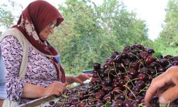 ABD ve Avrupa kirazda bu aromayı özellikle istiyor