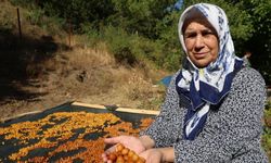 Satılamayan kirazlar kurutularak kışlık çereze dönüştürülüyor