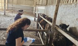 Ezine’de besilik ithal hayvanların sağlık taramaları ve karantina işlemleri sürüyor