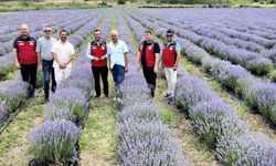 Çanakkale 2200 dönüm lavanta üretimi ile Türkiye’de 8. sırada!