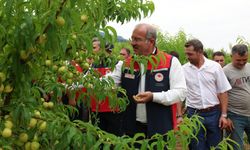 Bayramiç Beyazı'nda Hasat Başladı