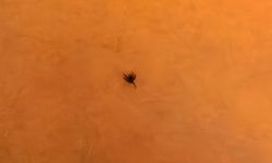 7 yaşındaki çocuğun göğsüne kene yapıştı