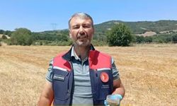 Çanakkale'de tarla faresi alarmı: İl Tarım Müdürlüğü üreticileri toplu mücadeleye çağırdı