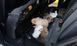 Kaçak Getirilmek İstenen 5 Pomeranian Yavru Köpek Kurtarıldı