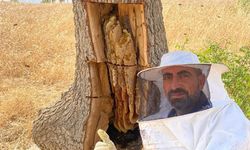 Arıların izini sürüp ağaçların içinden bal çıkardılar