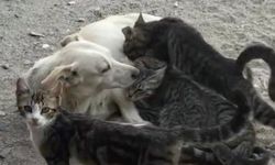 Köpek, Kedi Yavrularına Anne Şefkati Gösteriyor
