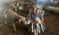 Milyonluk yerli koçun erkek üçüz yavrusu oldu