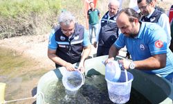 Atikhisar Barajı’nda balıklandırma seferberliği: 348 bin sazan yavrusu suya bırakıldı
