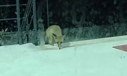 ÇOMÜ’nün gece misafiri oldu! Kameralara böyle yansıdı!