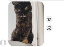 Gökçeada’da kayıp british kedi aranıyor!