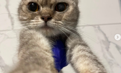Çanakkale’de 3 yaşındaki British kedi ömürlük yuvasını arıyor