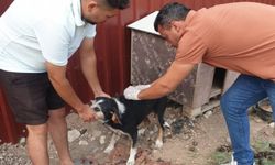 Ezine’de Kedi ve Köpeklerde Kuduz Aşısı ve Kimliklendirme Çalışmaları Sürüyor