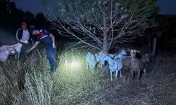 Bayramiç'te kayıp 15 keçi, Jandarma ekiplerince bulundu