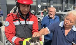 Menteşe'de kedi kurtarma operasyonu!