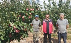 Biga’da 160 dekarlık alanda meyve üretimi sürüyor