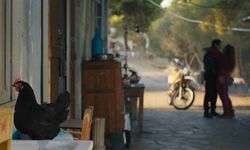 Bir Tavuğun Gözünden Yaşamın Filmi
