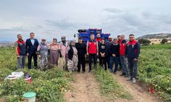 Bayramiç’te Domates Hasadı Başladı