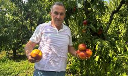 Ağustosta tarlada 10 liraya kadar düşmüştü, dalında 40 lirayı gördü