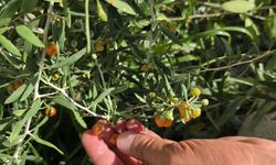 Çin tıbbının 2 bin yıllık şifa kaynağı "Goji Berry" Bitlis topraklarında!