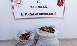 Bolu'da kaçak salyangoz operasyonu
