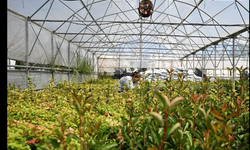 Çanakkale Belediyesi seralarında kışlık çiçek hazırlığı