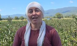Yenice'den Aronya hasadı dikkat çekiyor